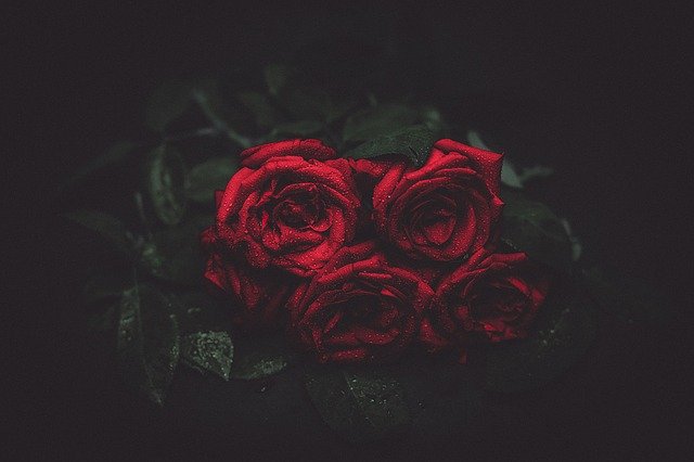 kytice rudých růží
